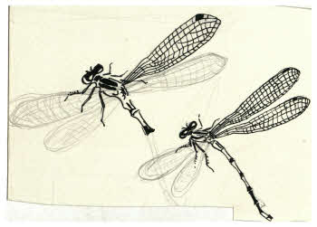 Visualizza l'immagine "FD D 1893"